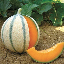 Charentais Seeds (French melon) for a productive addition to the vegetable patch