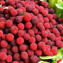 Bayberry Myrica Rubra Sweet Red Seeds for growers planting the Backyard Orchard Use