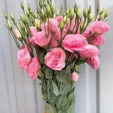 Lisianthus Eustoma Grandiflorum Perennial Seeds grown for floral Arrangements