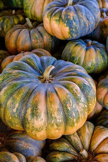 Jack Be Little Pumpkin Seeds for growers stocking the Garden
