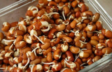 Cowpeas Seeds for a productive addition to the vegetable patch