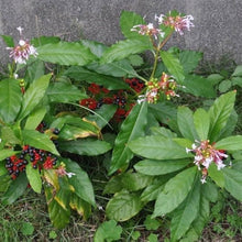 Snakeroot Eryngium Yuccifolium Button Seeds for a lasting display in the Pollinator-Friendly Gardens