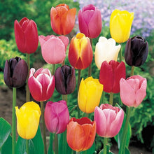 Tulip Tulipa Gesneriana Seeds grown for home Spring Displays