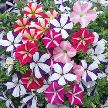 Petunia flower Seeds (Petunia hybrida) for a bright addition to the rare color balcony pots or vertical gardens