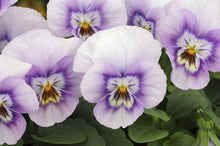 Viola Sorbet XP Rosa Halo Seeds for growers filling out the Elegant Pink Garden Flowers