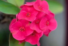 Euphorbia Seeds valued for pink Gardening