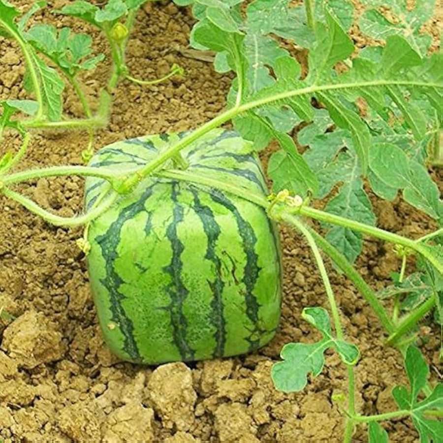 Chinese Watermelon Citrullus lanatus fruit seeds for backyard gardening and summer harvest - for planting in home garden
