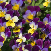 Johnny Jump Up Viola Flowerssamen FRESH Seeds for gardeners building out beds and borders