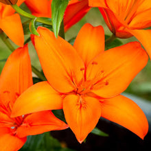 Lily Lilium Hybrida Seeds for a bright addition to the Borders, Pots, and Seasonal Color