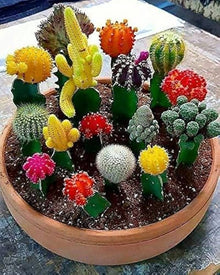 Cactus Mixed Species Mini Succulent Seeds for low-maintenance growing in the Indoor Decor, Pots, and Low-Maintenance Displays