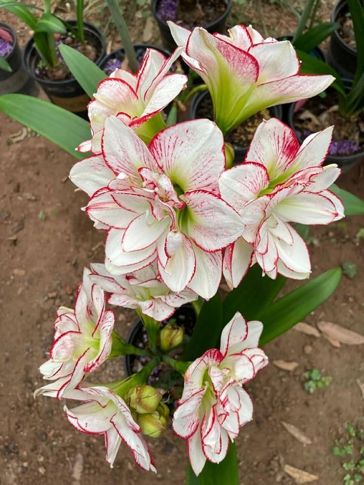 Lily Lilium Hybrida Older Perfume Flower Seeds for Planting – Fragrant Variety for Home Garden and Seasonal Displays