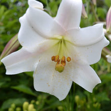 Garland Flame Lilium Brownii Seeds for growers filling out the Flower Bed & Garden