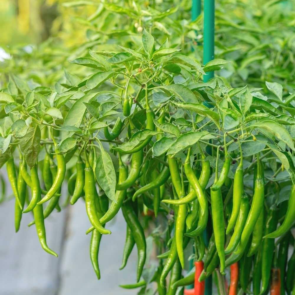 Pepper Capsicum Annuum Giant Spicy Chili Vegetable Seeds for Planting – Vegetable Seeds for Backyard Gardening and Culinary Use