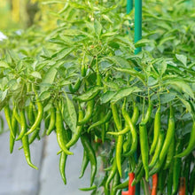 Pepper Capsicum Annuum Giant Spicy Chili Vegetable Seeds for Planting – Vegetable Seeds for Backyard Gardening and Culinary Use