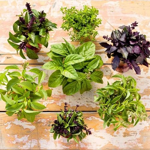 Mixed Basil Plants for a fragrant addition to the herb patch