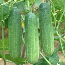 Slicemaster Cucumber Seeds for a productive addition to the vegetable patch