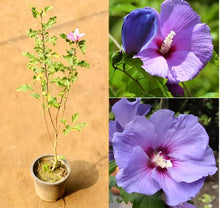 Hibiscus Hibiscus Moscheutos Lavender Mist Seeds for a flavorful crop in the Backyard Ornamental Borders
