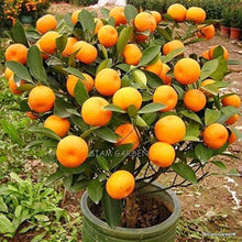 Orange Tree Seeds (Citrus sinensis) for a homegrown harvest from the Indoor Pots