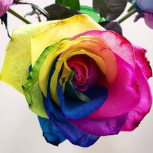 Rainbow Rose Seeds (Rosa hybrida) for a bright addition to the decorative planting in garden spaces