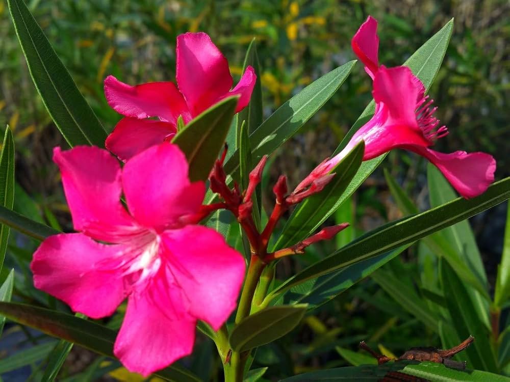 Asian Lady Bells (Adenophora bulleyana) for cottage garden cultivation