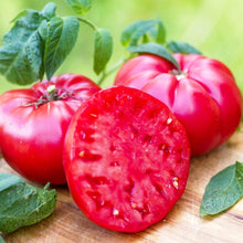 Tomato Solanum Lycopersicum Legend Seeds for a fresh homegrown crop from the Kitchen Garden
