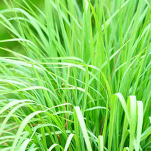 Lemongrass Cymbopogon Citratus Plant Seeds for reliable seasonal color