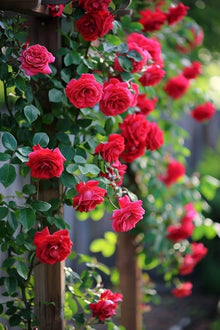 Climbing Rose Seeds Mixed Colors
