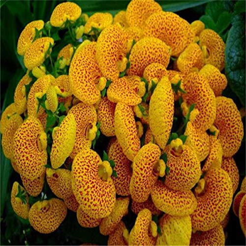 Calceolaria  colorful garden flower seed