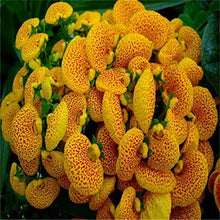 Calceolaria  colorful garden flower seed