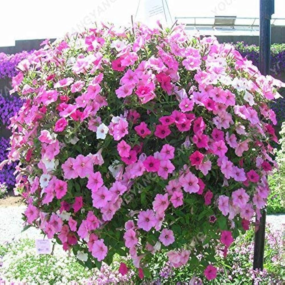 Petunia flower Petunia hybrida Shock Wave Pink Vein pelleted seeds for planting in hanging pots or window planters