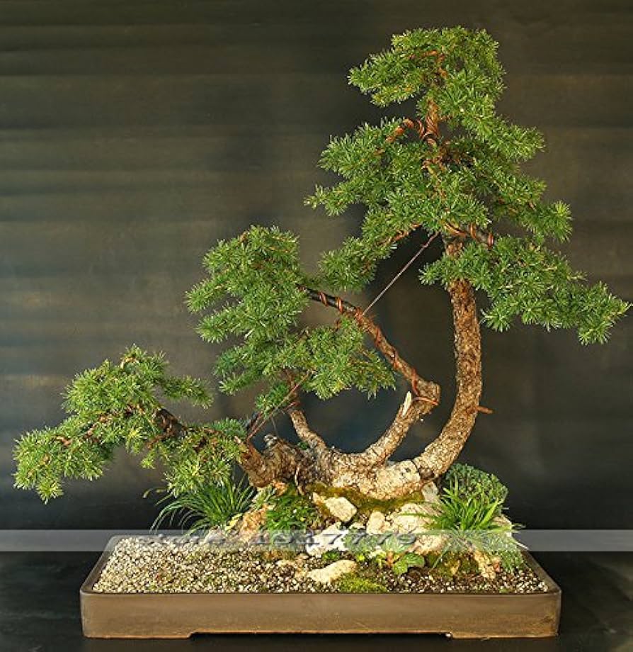 Larix Gmelinii bonsai tree seeds for indoor/outdoor bonsai