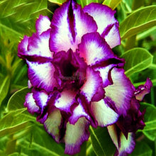 Desert Rose Adenium Obesum White Purple Seeds for colorful blooms in the Balcony Indoor Containers