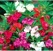 Rose Seeds for colorful blooms in the Flower Bed & Urban Garden
