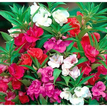 Mixed Rose Seeds (Rosa hybrida) for a lasting display in the balcony garden and decorative planting