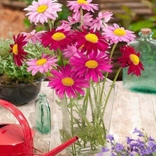 Chrysanthemum Chrysanthemum Morifolium Rare Color Seeds prized for fall Seasonal Displays