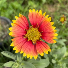 Sundance Gaillardia Pulchella 'Spider Firewheel' Seeds for a colorful addition to any planting