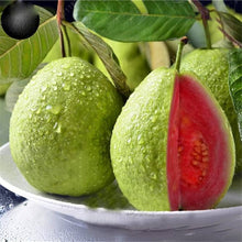 Guava Tropical Exotic Fruiting Seeds grown for edible Fruit Trees
