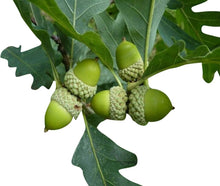Oak Tree Seeds