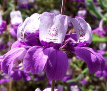 Chinese Houses Seeds (Collinsia heterophylla) for colorful blooms in the Home Garden or Flower Bed
