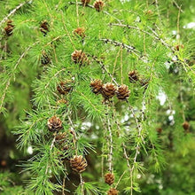 Larix Gmelinii Bonsai Tree Seeds for long-term planting in the yard
