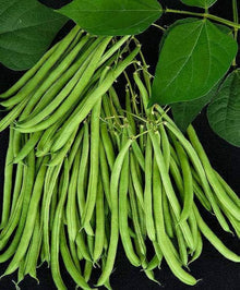 White Bush Bean Seeds known for easy Home Gardening