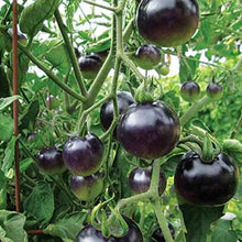 Indigo Rose Tomato – Solanum lycopersicum – for fruit garden planting