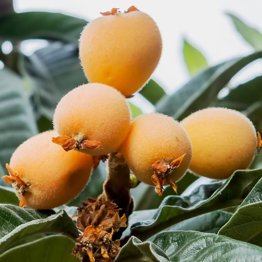 Uvaria Grandiflora tropical fruit seeds