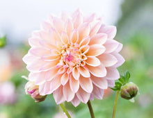 Dalia White Seeds for reliable seasonal color