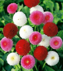 Daisy Seeds (Bellis perennis) for seasonal color across the Pots