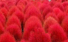 Kochia Scoparia Burning Bush Seeds for growers seeking a long-blooming display