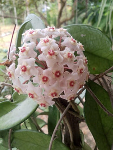 Hoya Bonsa in a Pot, Hoya Carnosa Flower, Bonsa, Garden Plants, Perennial Plants, Indoor Plants  Ornamental Garden Plant Garden Plant Seeds