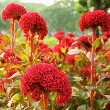 Celosia Giant Brain Crazy Colors Flower - for planting in home garden