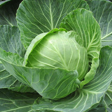 Plant Seeds (Churchill cabbage) for growers stocking a kitchen garden