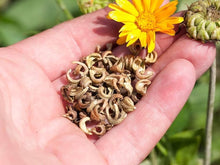 Calendula Seeds for a bright addition to the home garden flower bed
